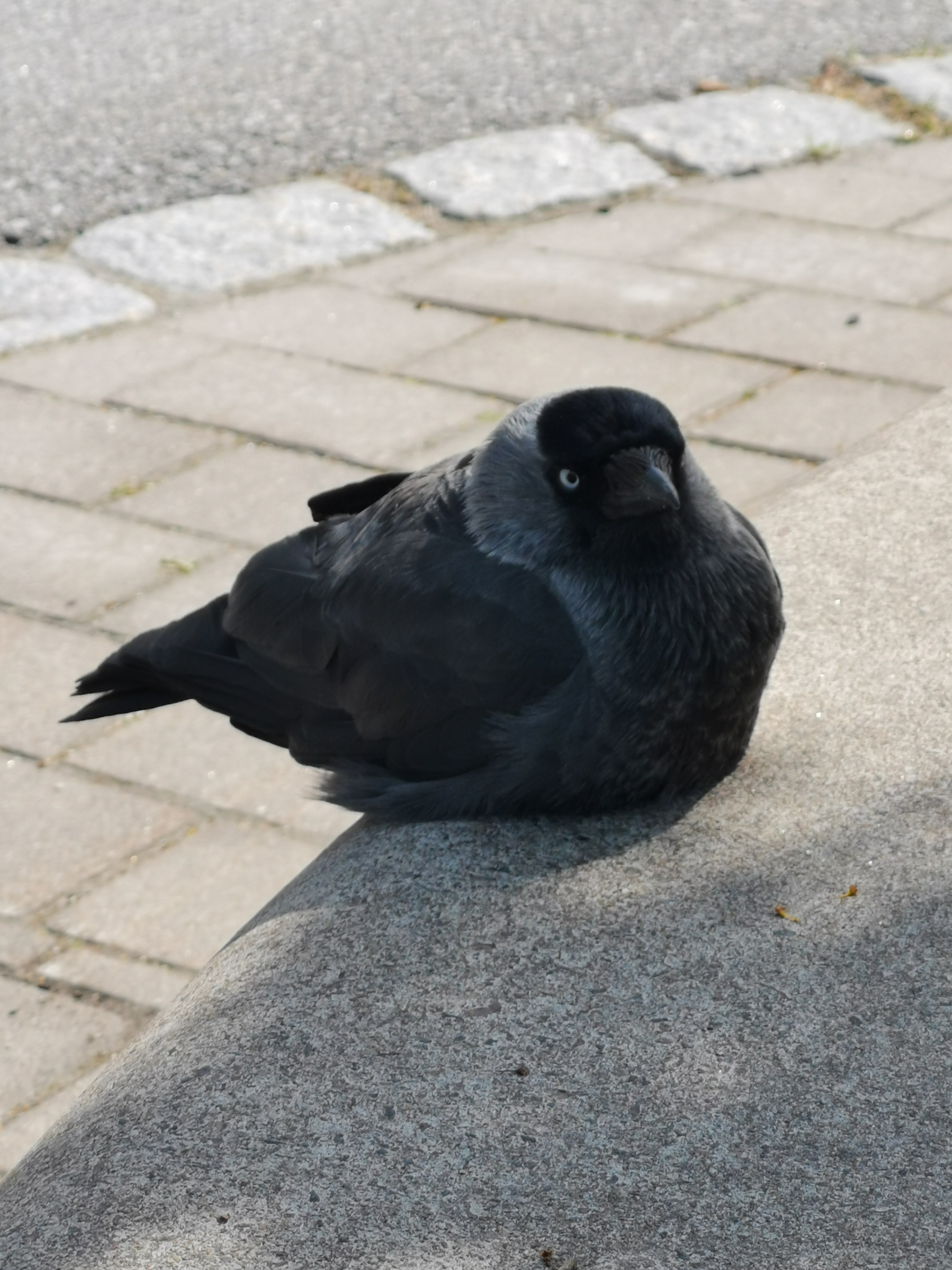 Randomized picture